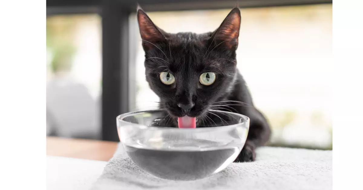 A importância da hidratação na dieta dos gatos: dicas para incentivar a ingestão de água