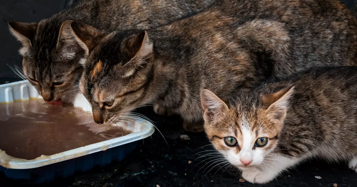 Alimentação Felina: Escolhendo a Melhor Dieta para seu Gato