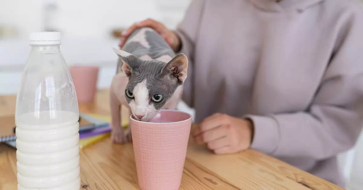 Bebedouro para Gatos: Mantenha seu Felino Hidratado e Saudável