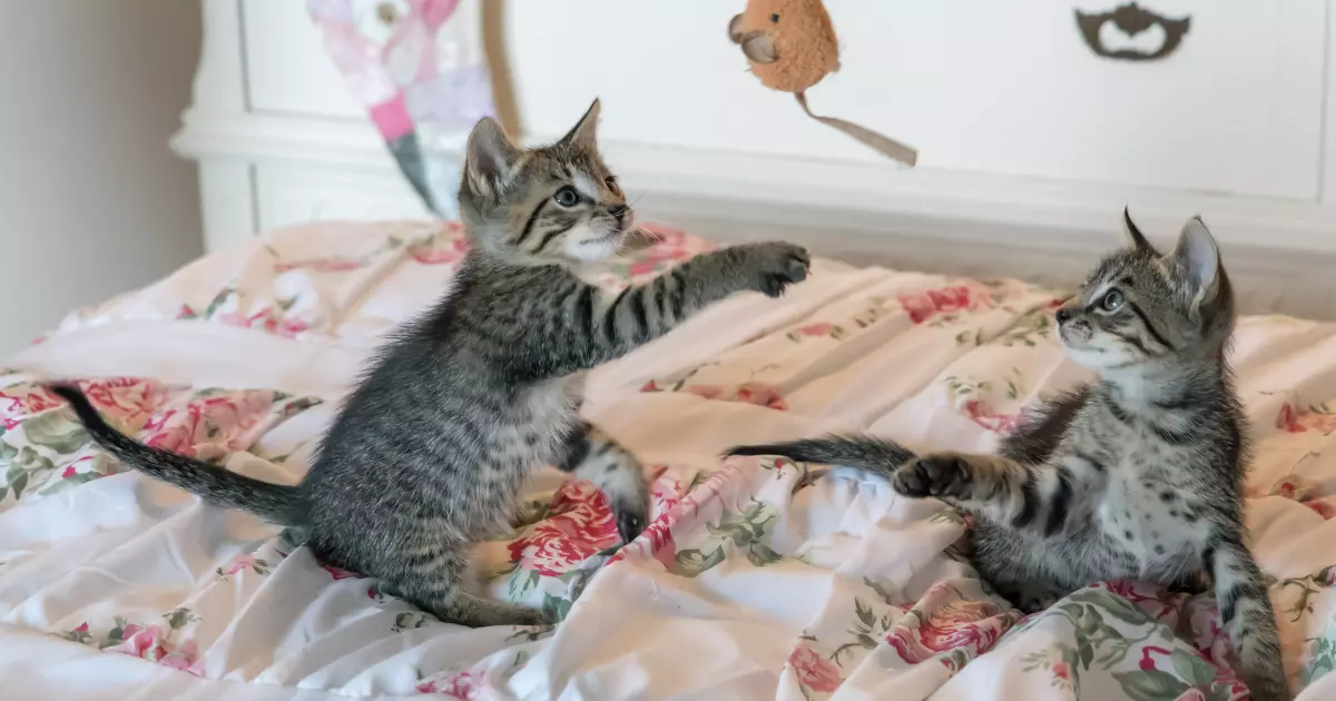 Brinquedos para Gatos: A Alegria em Forma de Diversão