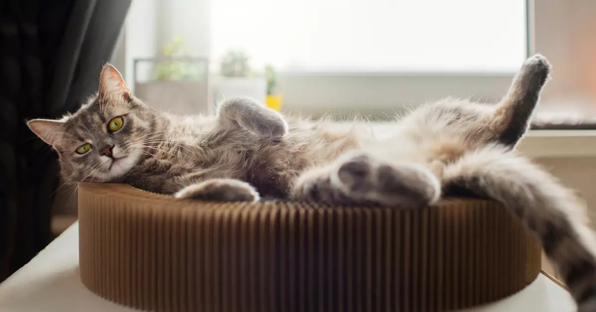 Camas para Gatos: Aconchego e Conforto para os Seus Amigos Peludos