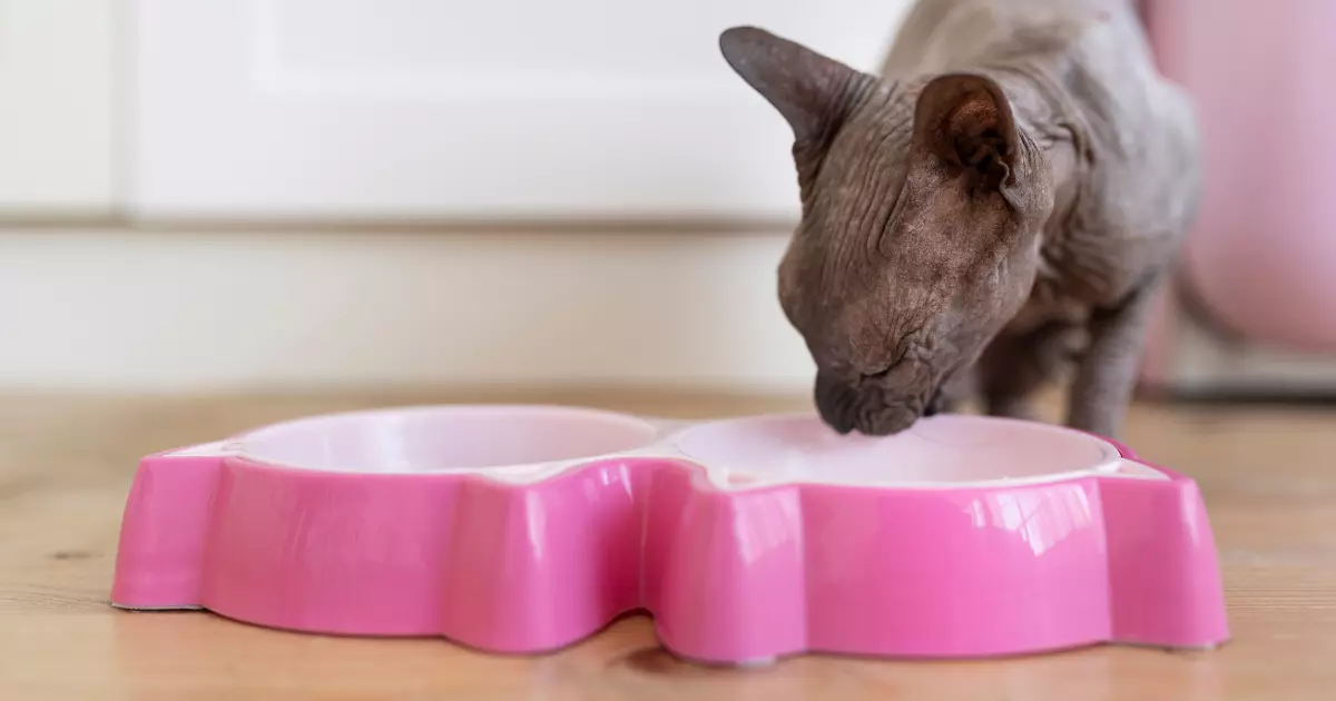 Comedouros para Gatos: Mantenha Seu Felino Bem Alimentado e Feliz