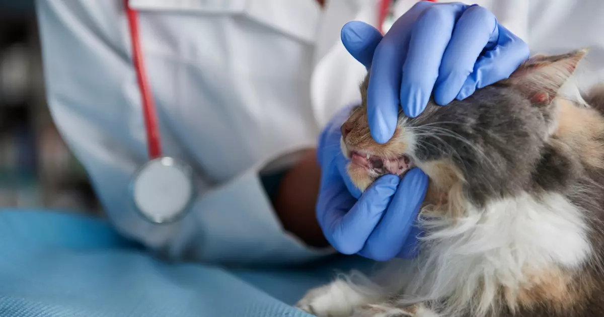 Doenças Dentárias em Gatos: Causas, Sintomas e Tratamentos