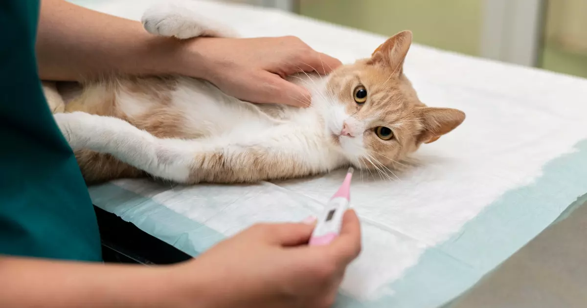 Doenças Parasitárias em Gatos: Um Guia Completo