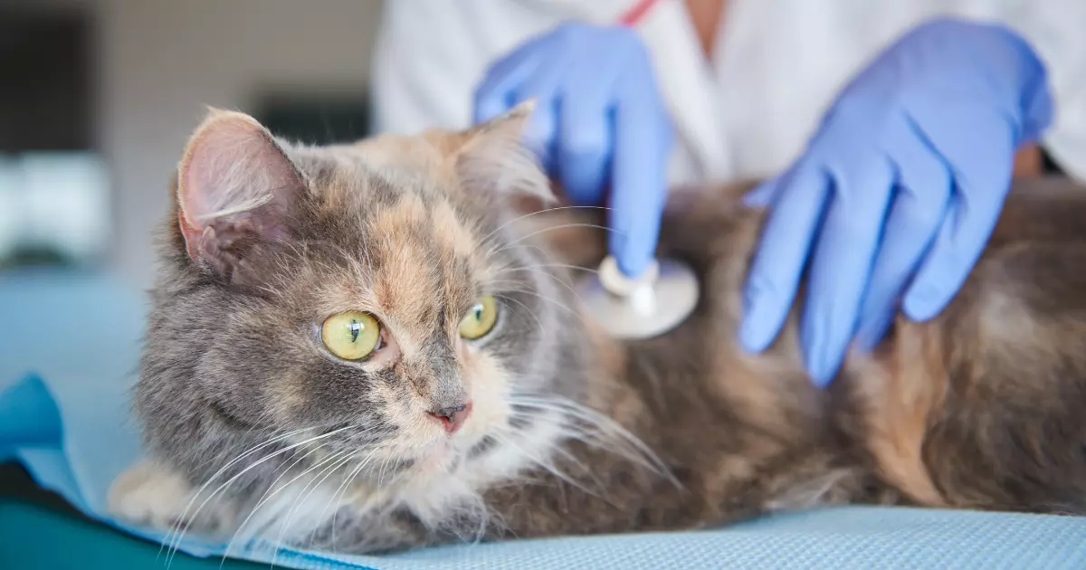 Doenças Respiratórias em Gatos: Causas, Sintomas e Tratamentos