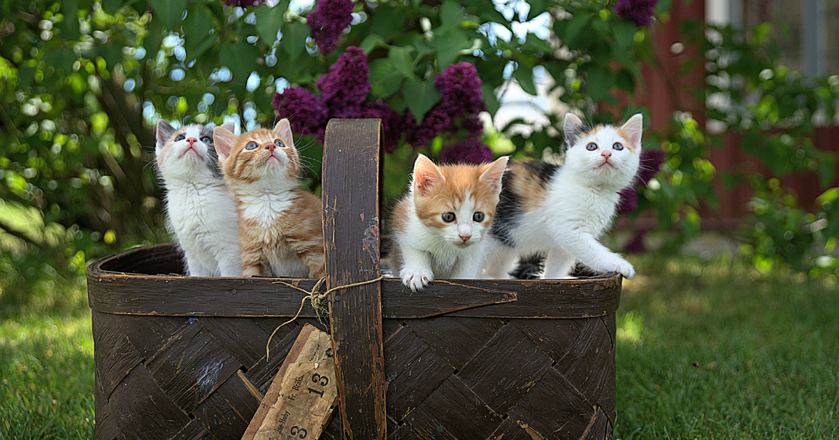 GATOS FILHOTES: Os Encantadores Felinos em suas Fases Iniciais de Vida