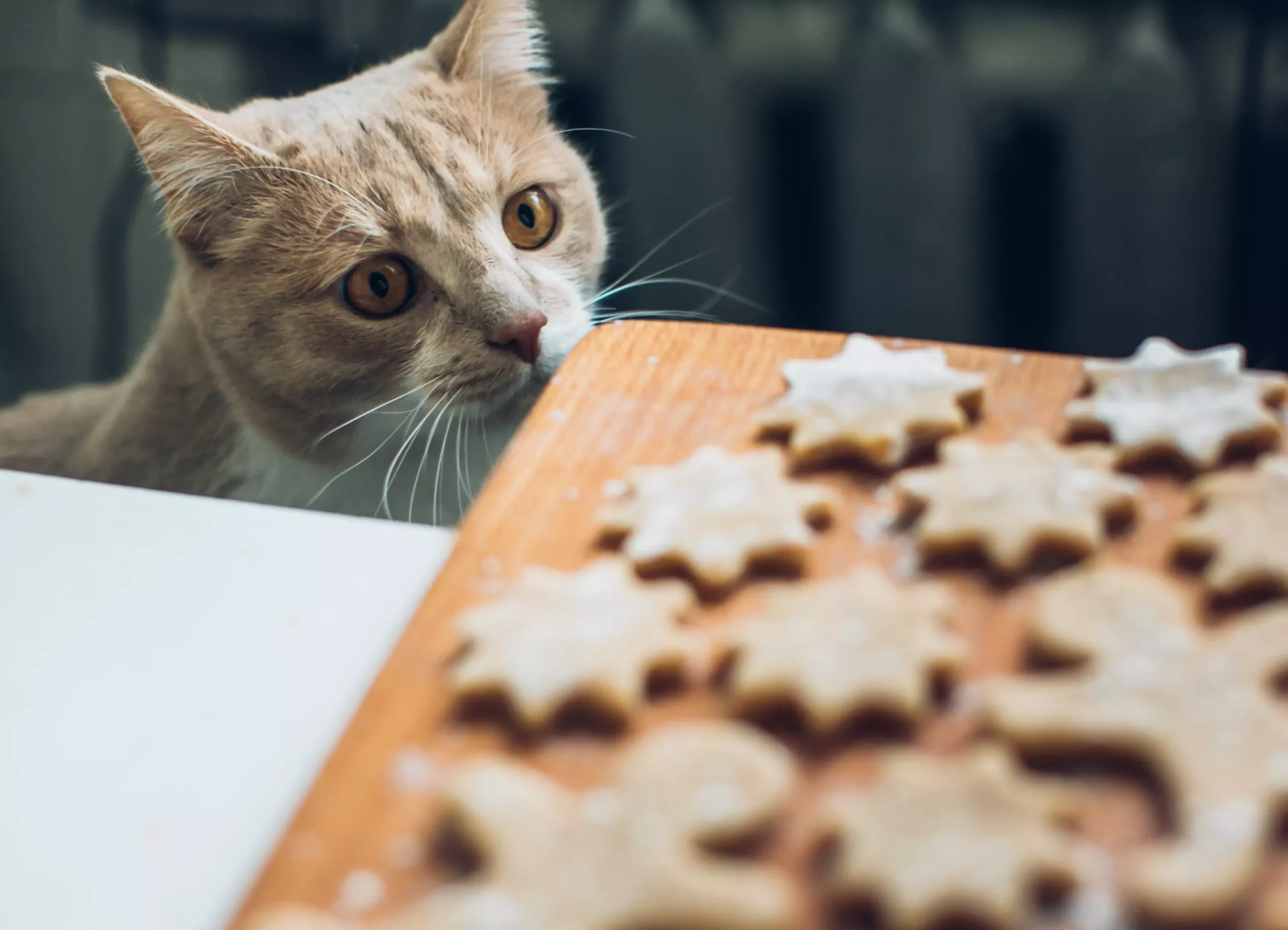 Nutrição para gatos com problemas de saúde: apoio dietético para doenças comuns