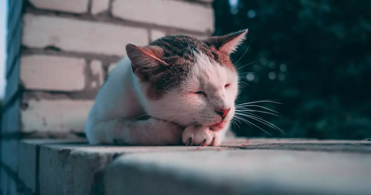 Os principais problemas de saúde nos gatos: conheça as doenças mais comuns