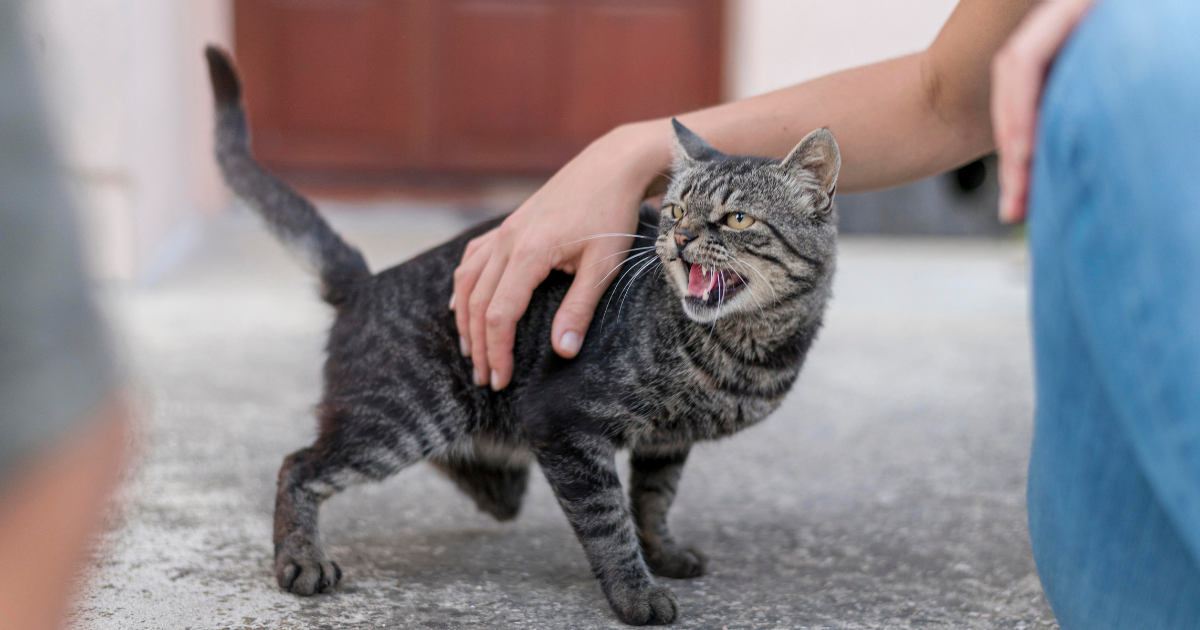 Socialização Felina Como Criar Vínculos Emocionais Profundos com seu Gato