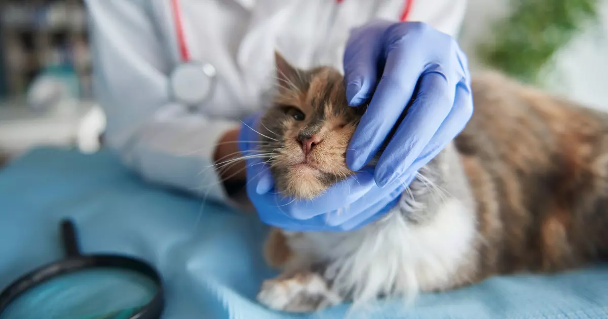 Visão do Gato: Desvendando os Segredos da Visão Felina