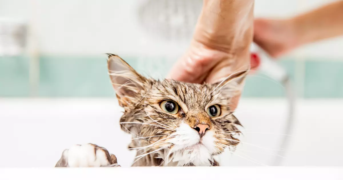 Banho em Gatos Como Fazer de Forma Segura e Eficaz